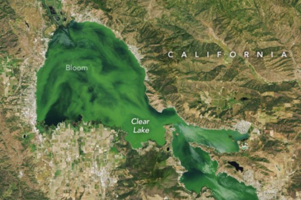 California's Clear Lake Turned Cloudy Green in NASA Image