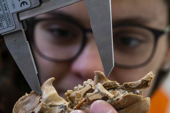 'Rare' Florida Fossil Find Resolves Evolutionary Mystery