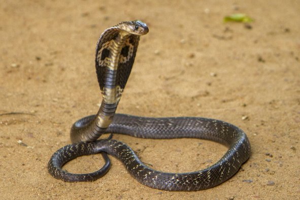 Woman Hears Knock on DoorâDiscovers 3-Foot Cobra Snake