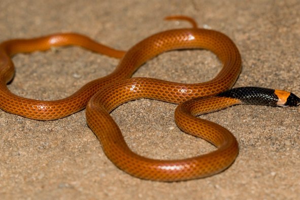 New Snake May Unlock Animal Mysteries