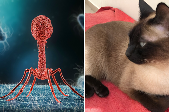 Cat Saved From Multidrug-Resistant Infection by Experimental Therapy