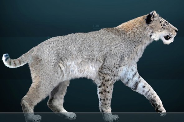 Saber-Toothed Cat Once Roamed Texas Coast