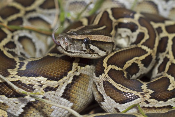 Florida Appeals for Help in Python Challenge