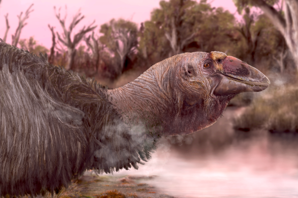 Extinct Giant 'Giga-Goose' Bird's Look Finally Revealed by Lake Discovery