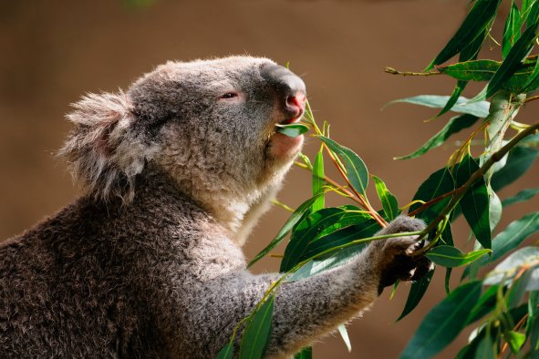 Conniving Koala Leads Friends Past Security to Eat Thousands of Plants