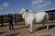 She’s the world’s most expensive cow, and part of Brazil’s plan to put beef on everyone’s plate