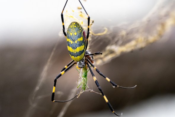 U.S. Facing Invasion of Giant Venomous Flying Spiders