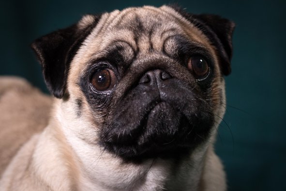 Dogs Are Finding It Harder To Express Their Emotions, Study Finds