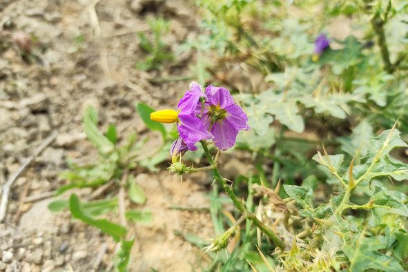 Gardeners Creating Poisonous 'Superweed,' Scientists Warn