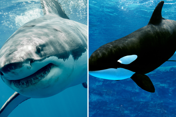 Orca Rips Apart Great White Shark That Devoured Dolphin