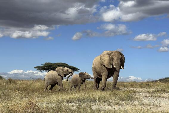 African elephants call each other by unique names, new study shows