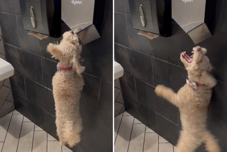 Dog Who Loves Hand Dryer Wins Pet of the Week