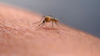 Dengue fever cases rising as climate change draws tiger mosquitoes to Europe