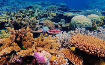 Why the Great Barrier Reef needs tourists now more than ever