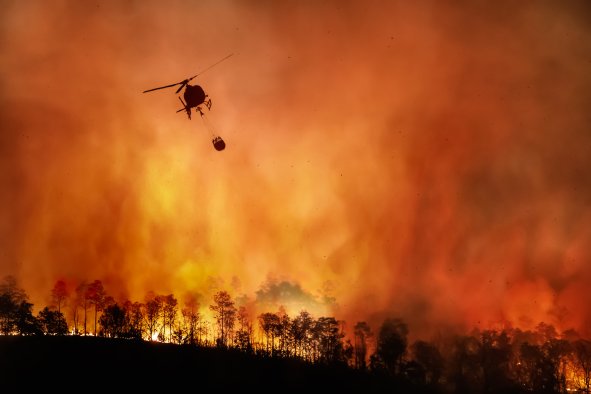 California's Record Wildfires Spurred by Millions of Hidden Dead Trees