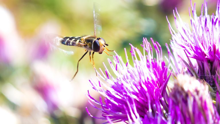 'One of the great wonders of nature': Insect migration superhighway discovered