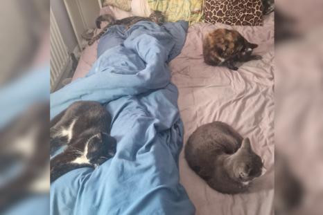 Woman Finds 4 Cats Asleep on Her Bed, But There's a Problem