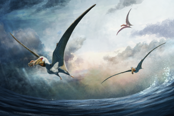 'Fearsome' New Pterosaur Species Discovered With 15-Foot Wingspan