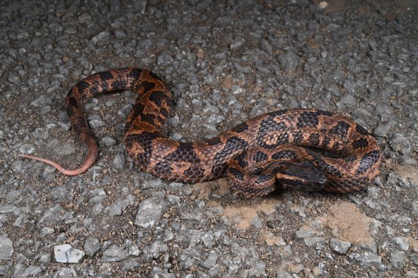 New Snake Species With 'Great Aggression' Revealed by Scientists