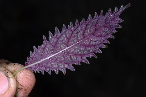 'Miraculous' Iridescent Plant Species Discovered on Mountain Slopes