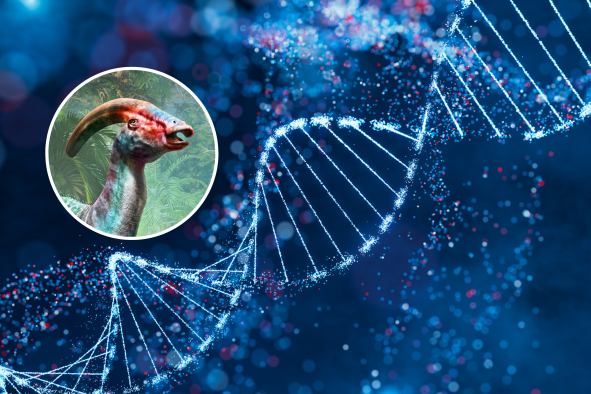 'Jurassic Park' Theme Preserved in DNA in 'Amber'