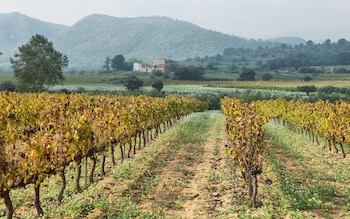 The miraculous secret Spanish wine regions that rival Champagne