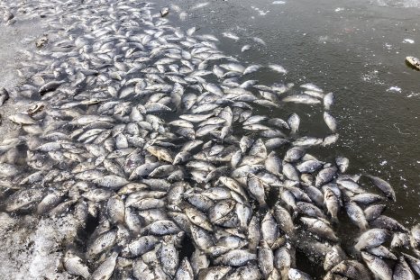 NOAA Warns Fish 'Dead Zone' Will Be Connecticut-Sized This Year