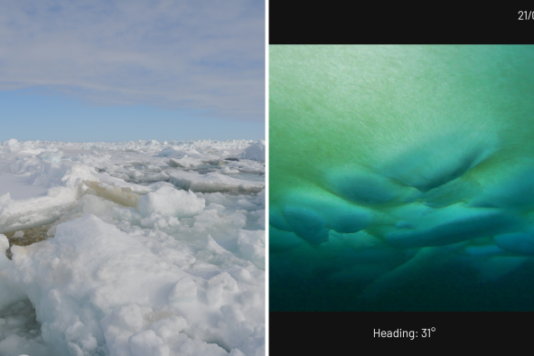 The Arctic May Be Turning Green Sooner Than Scientists Thought