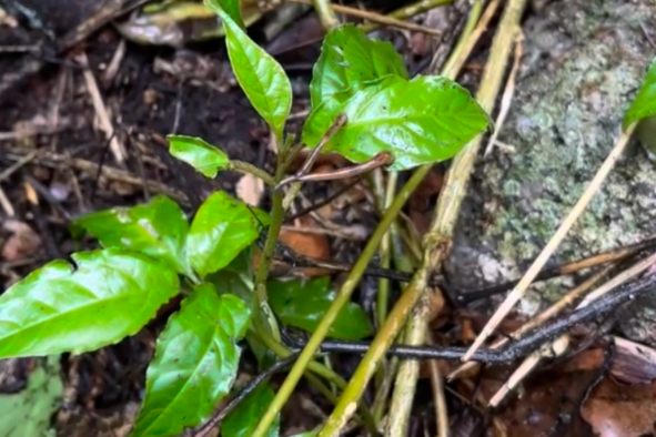 Video Reveals Blood-Sucking Leech Can JumpâMay Help 'Attach to Hosts'