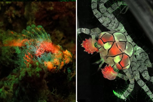 Stunning Images Show Sea Creatures Discovered Glowing for First Time