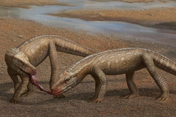 New Prehistoric Crocodile-Like Species Found in 'Extremely Rare' Discovery