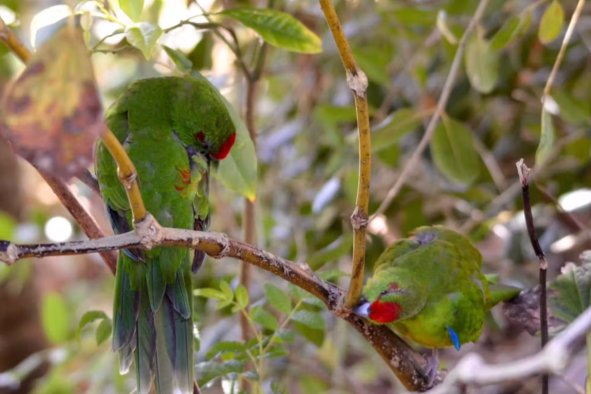 Parrots Might Be Getting High Off Smelly Plants