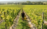 Britain’s biggest winemaker for sale as demand for English wine soars