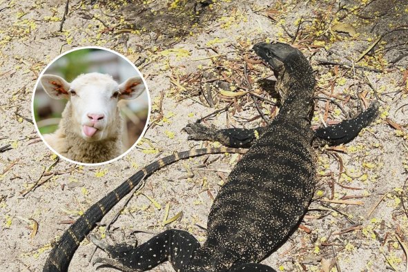 Giant Lizards Save Sheep From Flesh-Eating Maggots