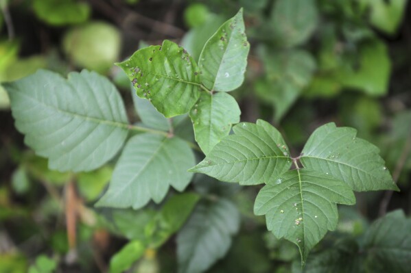 Getting rid of poison ivy is a serious matter. What you should and shouldn’t do