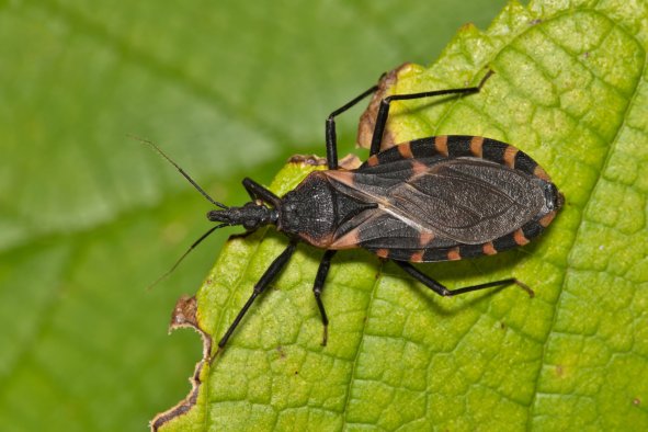 Delaware Warning Over Deadly Disease-Carrying Bugs: 'Wake-Up Call'