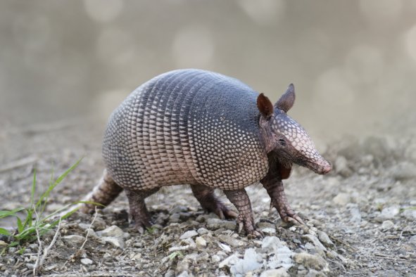 Texas' State Mammal Gets New Name