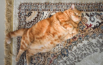 Watch out, fat cats – Ozempic is coming for pets