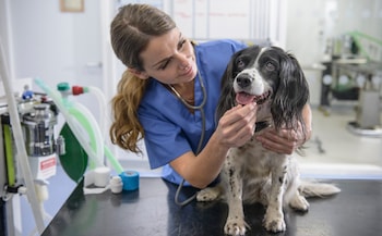 The real reasons your vet bills have shot through the roof