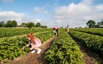 God preserve me from the hell of a pick-your-own farm