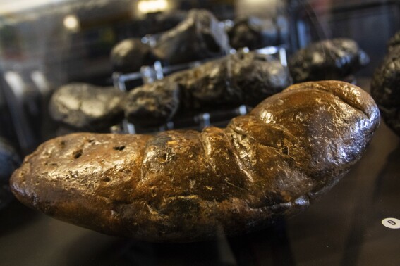 An Arizona museum tells the stories of ancient animals through their fossilized poop