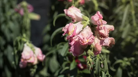 Brexit blooms: UK and EU plant firms call for urgent action over border hold-ups