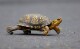 Chinese woman facing charge of trying to smuggle turtles across Vermont lake to Canada