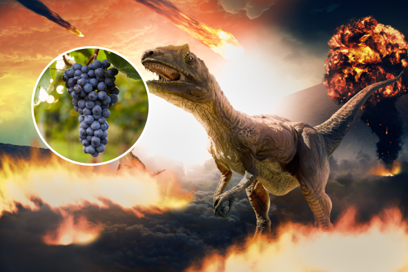 Dino Extinction Paved Way for Grapesâand Wineâto 'Spread Across the World'