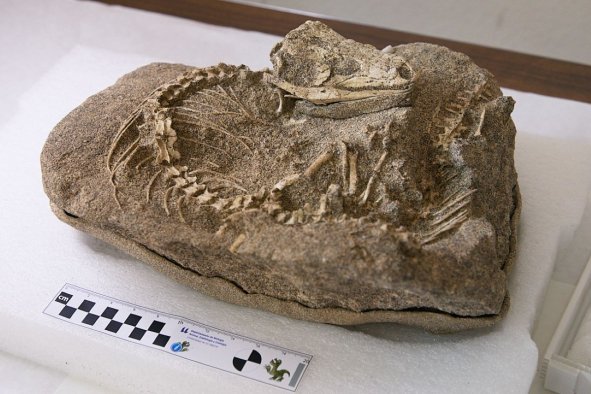 Paleontologists Discover Stunning Lizard Skeleton From 700,000 Years Ago