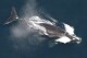 Environmental groups decry attempt to delay shipping rules intended to save whales