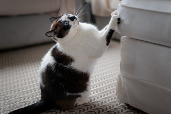 Scientists Reveal Why Some Cats Scratch Furniture MoreâAnd How to Stop It