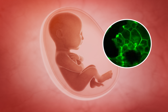 First Real-Time Embryo Growth Video May Solve Human Development 'Mystery'