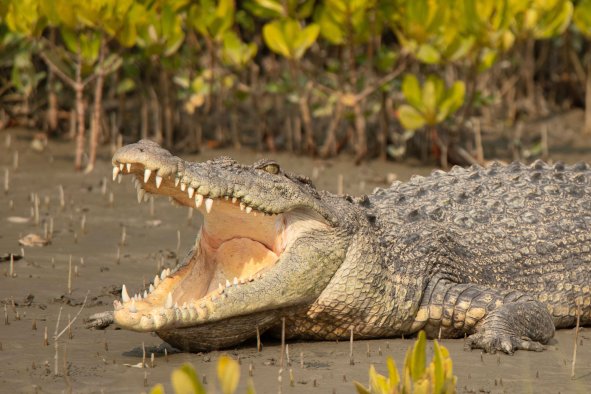 Remains of Girl, 12, Found After Crocodile Attack: 'Devastating'