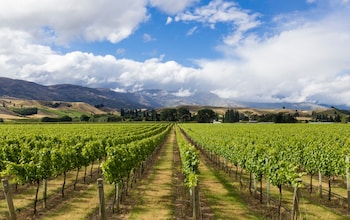 The New Zealand region with vineyards to rival Burgundy